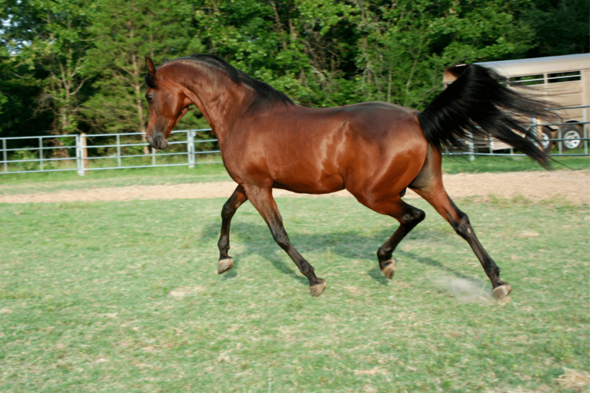 Rural Protect Case Study: Buyer alleges horse was sold with defects