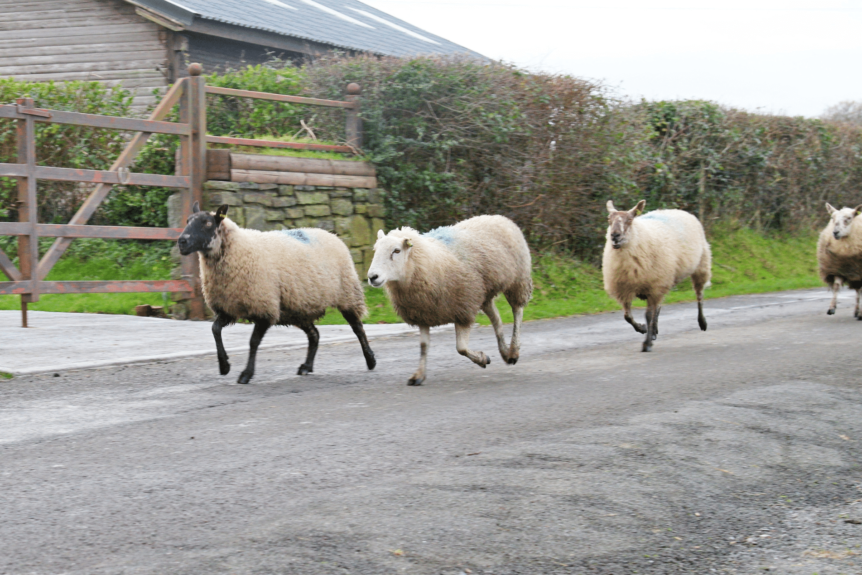 Recovering loss of sheep costs from dog owners.
