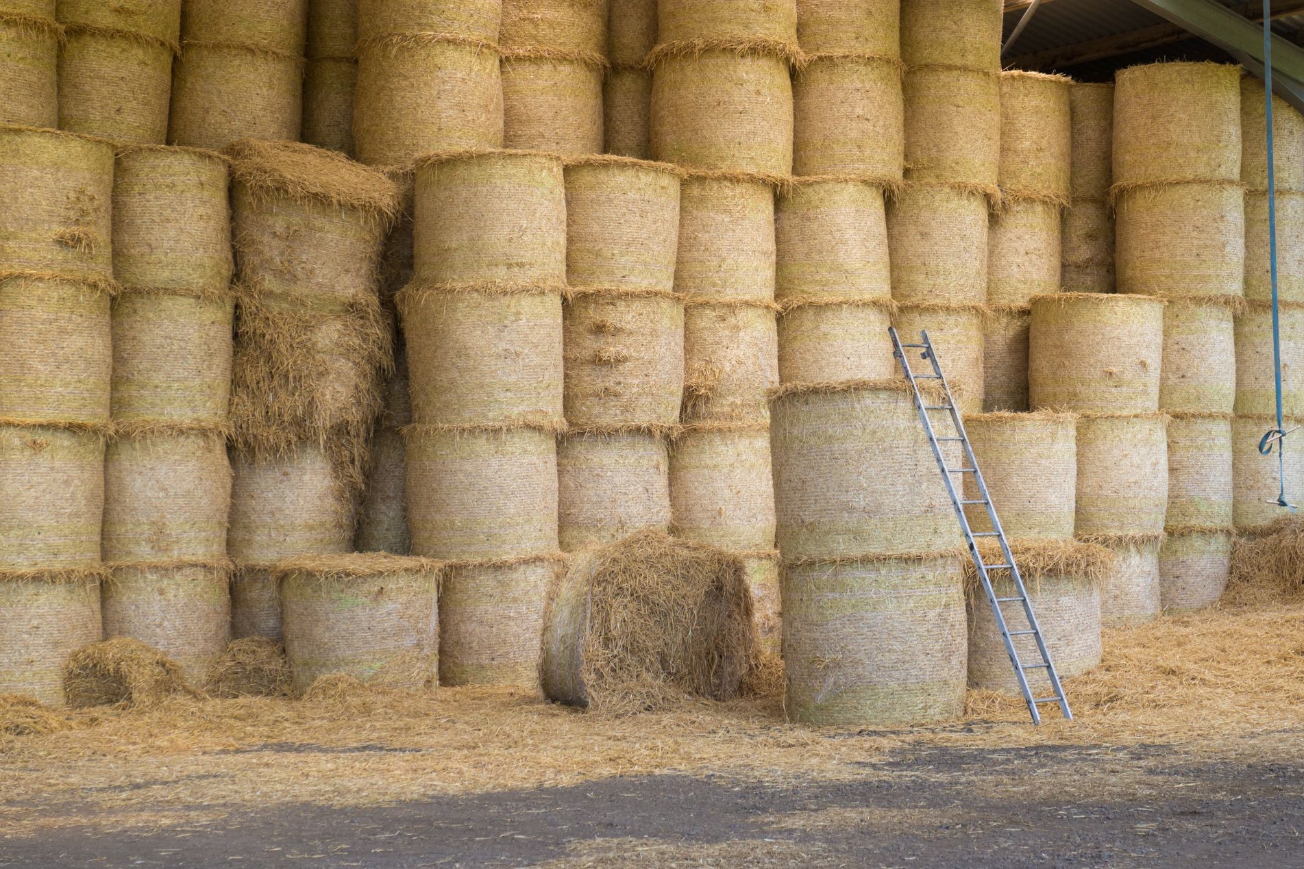 Safeguarding Your Farm Key Findings of the 2025 HSE Fatal Injury Report