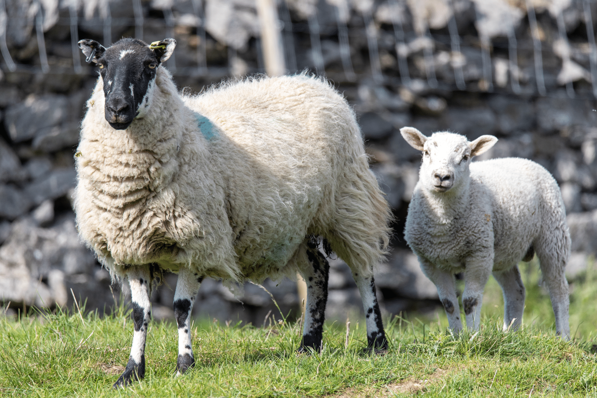Rural Protect Case Study: Farm Faces Subsidy Reduction Due to Inspection Scheduling Challenges