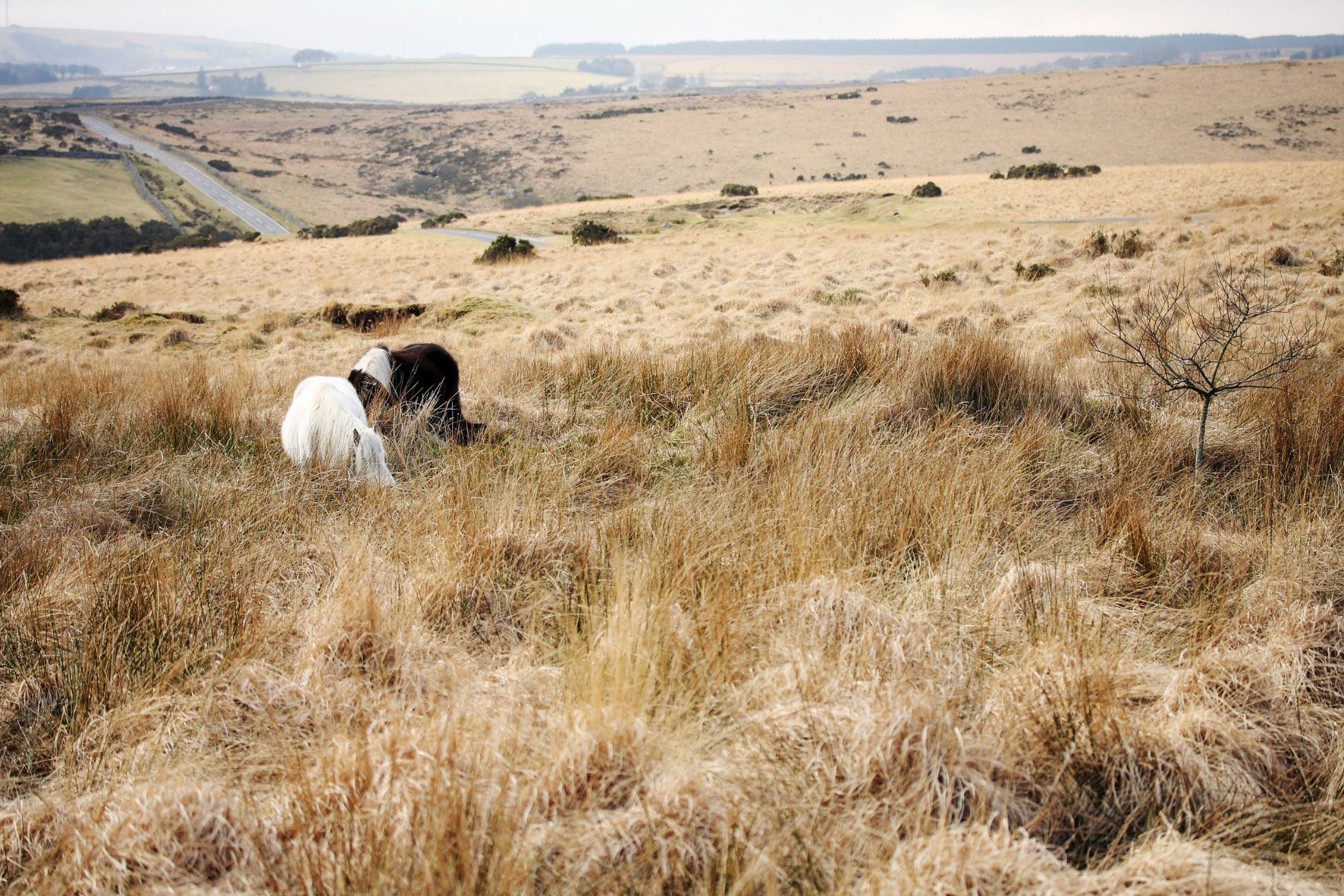 Rural Protect Case Study_ CAP Appeal – RPA Penalty