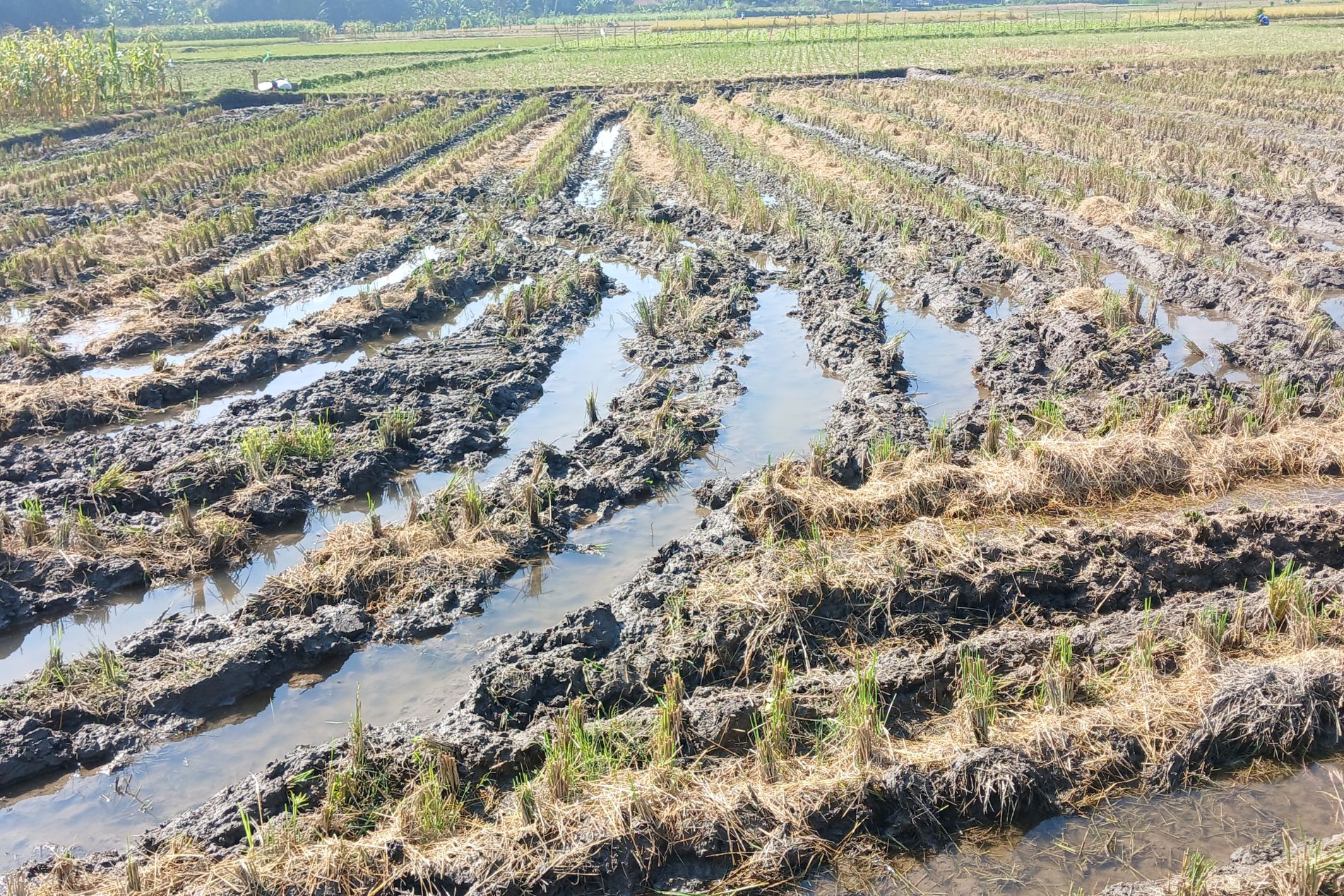 Rural Protect Case Study_ Neighbour Nuisance – Flooded Fields