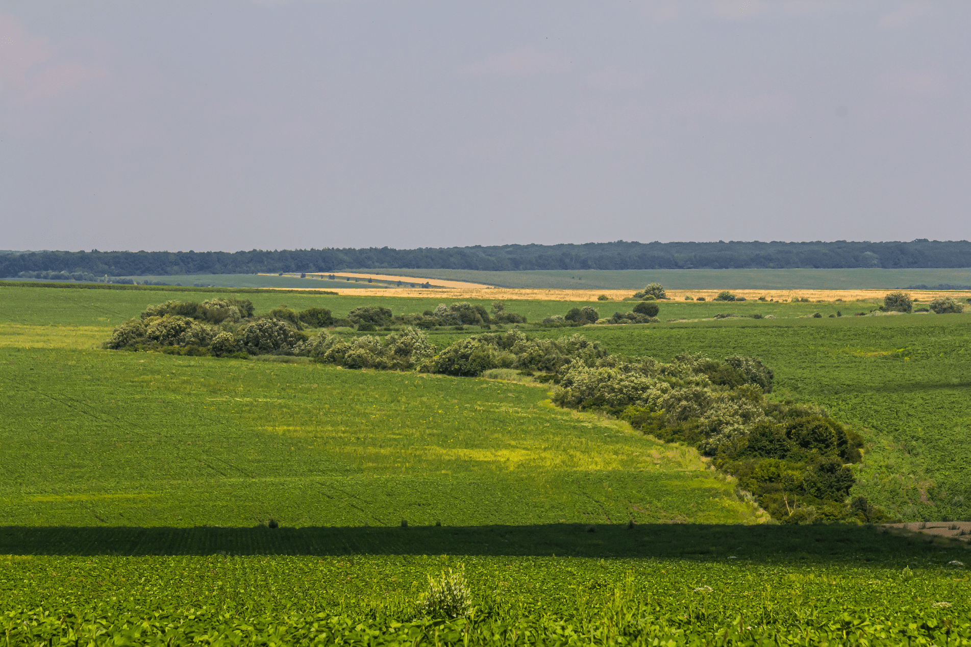 Rural Protect Case Study - Alleged Breaches of Restrictive Covenant