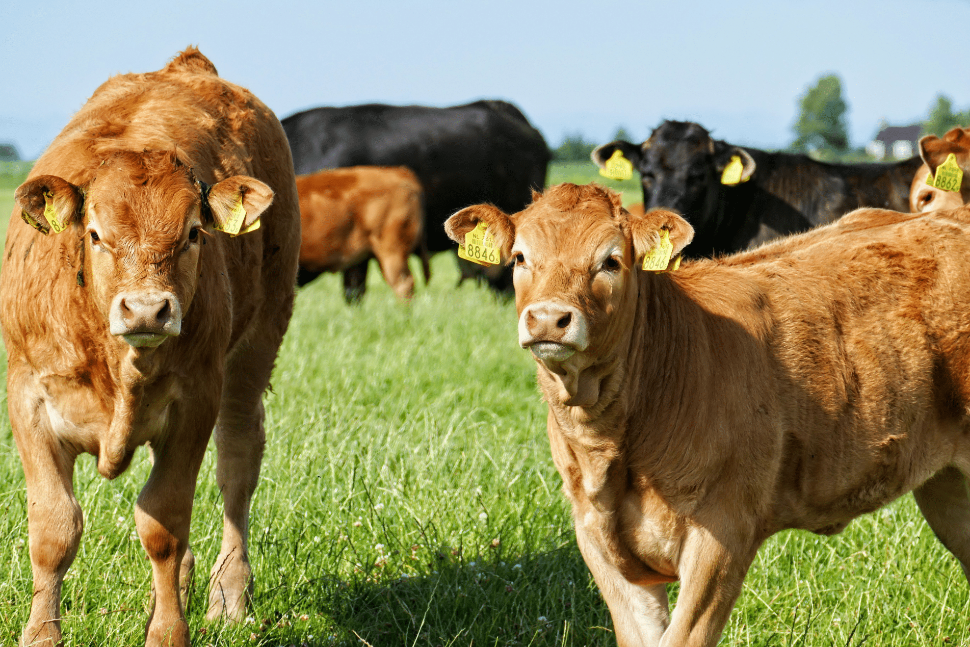 Rural Protect Case Study - BCMS Cattle Passport Query
