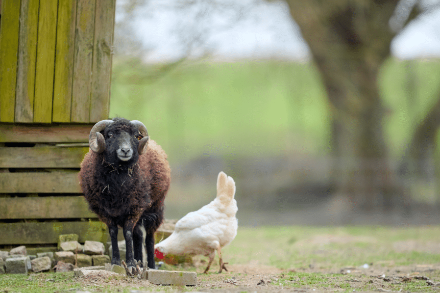 Rural Protect Case Study - Infertile Ram Dispute
