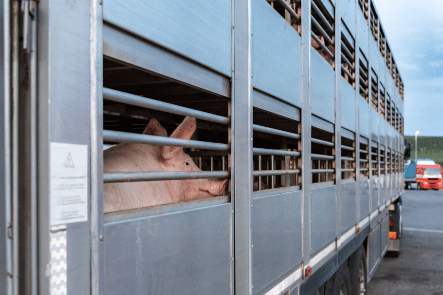 Rural Protect Case Study - Pig Transport Investigation