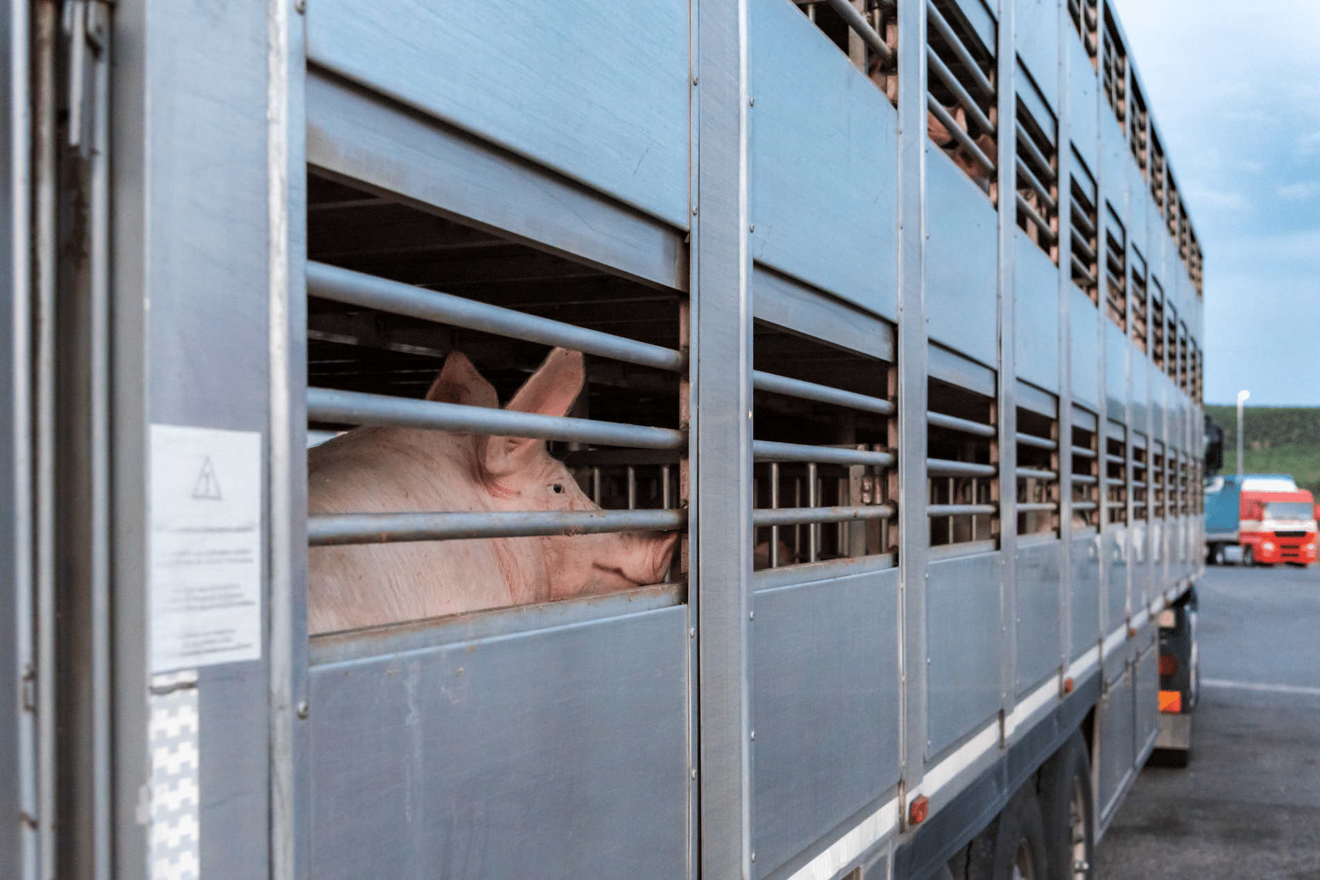 Rural Protect Case Study - Pig Transport Investigation
