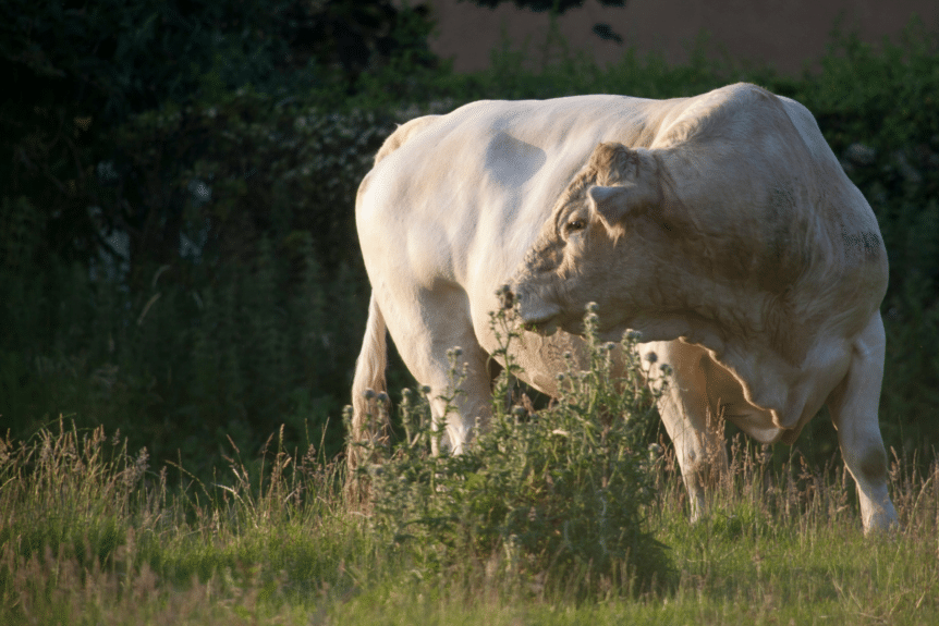 Rural Protect Case Study - Veterinary Negligence – Castrated Bulls